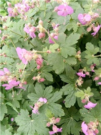 eb067579-Zdravac IMG_20210513_133705.jpg